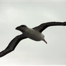 알바트로스 이미지