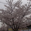 서부간선수로변(농업기술센터 방면) | 계양 서부간선수로 벚꽃길 (21.04.01)