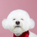 서울 강아지 사진관 스튜디오 다이브 후기 (견생샷이란 이런 것이다)
