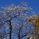 첫눈이네집 이미지