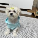 야옹아멍멍해봐 수원대융건릉점 | 애견미용 봉담인근 야옹아멍멍해봐 수원대융건릉점 후기