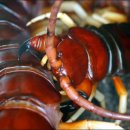 자이언트포레스트 이미지