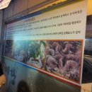 예당버섯 이미지