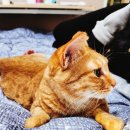 금정이비인후과의원 | 솔링의 독감- 그 옆을 지키는 샤샤. 금정이비인후과의원 방문후기