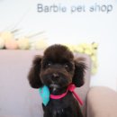 바비펫샵 이미지