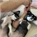 부베베 이미지