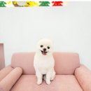 메리몰펫샵 이미지