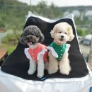 아이러브아토