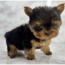 행복한강아지 이미지