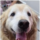 사랑할개 이미지