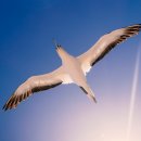 알바트로스 이미지