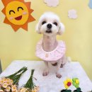 오늘도 해맑개 이미지