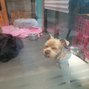 청라 공감 동물의료센터 이미지