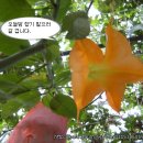 별이네 이미지