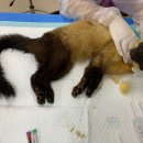 전북야생동물구조관리센터 이미지