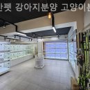 낭만펫 강아지분양 고양이분양 대전 본점 이미지