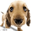 우리집 똥강아지 이미지