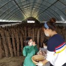 이하영농장 | 6시내고향부산 기장특산물 오직참나무표고농장