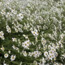 별,바람,꽃길 | 거창 가볼만한곳- 거창 감악산 별바람언덕 아스타국화 축제 후기 &amp;실시간 개화현황