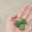 진골식당