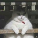 뚱냥이네 이미지