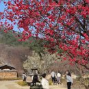 백여사식당 | 당일치기 대구여행코스 남평문씨본리세거지 매화 실시간(ft. 국내패키지여행 아너드)