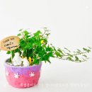 반려식물 원예화분 공예 이미지