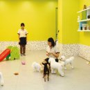 개좋은 유치원 이미지