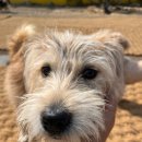 숲속댕토리애견유치원 이미지