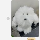 큐브애견미용학원 이미지