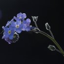 클래식기타 (D) 이미지