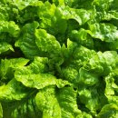 큰솔유치원 이미지