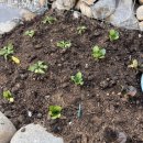 돌담민박 이미지