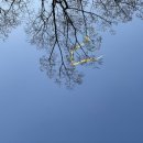 맥도반점 이미지