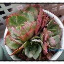 양진농장 이미지