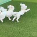 하이댕스 이미지