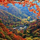 자연의선물 Daum카페
