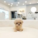 야옹아 멍멍해봐 미용실 이미지