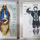 신체해부도 두루마리 이미지