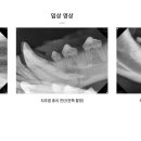워너비동물병원 용산점 이미지