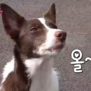 동물농장 이미지