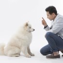 도그비잉 펫케어 이미지