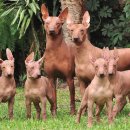 도그도감 이미지