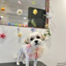 폴링인독 | 중랑구애견미용 편안하고 안전한 반려견 공간, 폴링인독 방문 후기