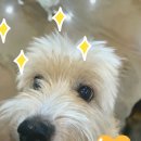 복슬강아지 이미지