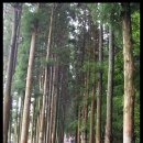 보성다원녹차 판매장 이미지