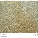 스트롱 라벤더
