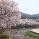 충주호 벚꽃 터널과 수안보 벚꽃길 이미지