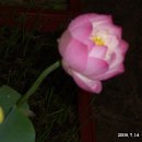 고울