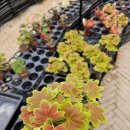 마당가든 | 가든온마당 위치·영업시간·후기｜12월 식물 할인 정보